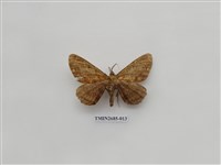 藏品(尺蛾230)的圖片